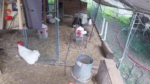 Chicken Live Stream