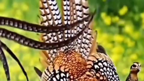 Long Tailed Bird