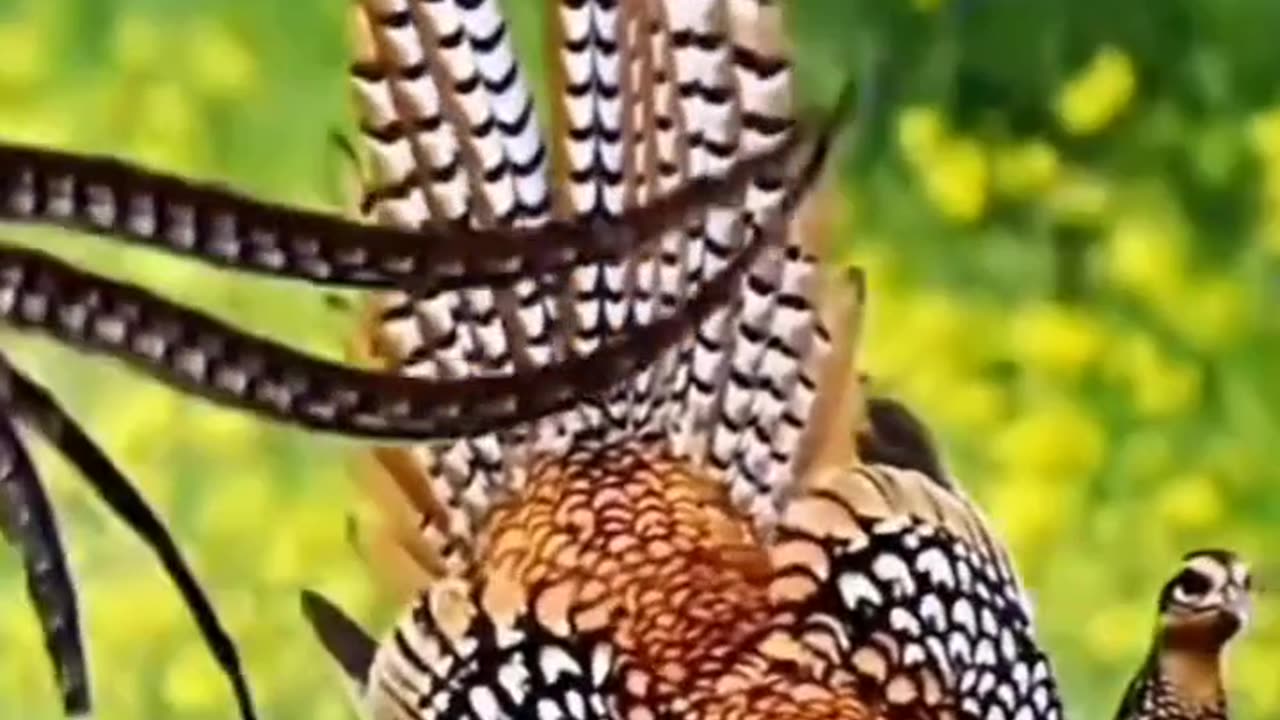 Long Tailed Bird