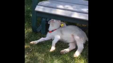 Funny animals - Funny cats - dogs - Funny animal videos