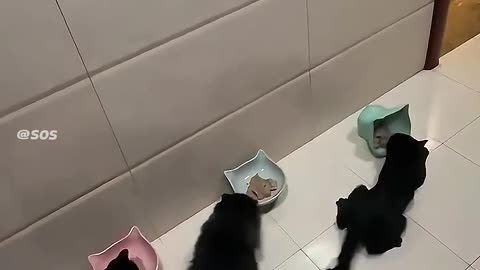 cat drifting by boss