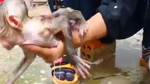 CUTE BATH TIME FOR MONKIES