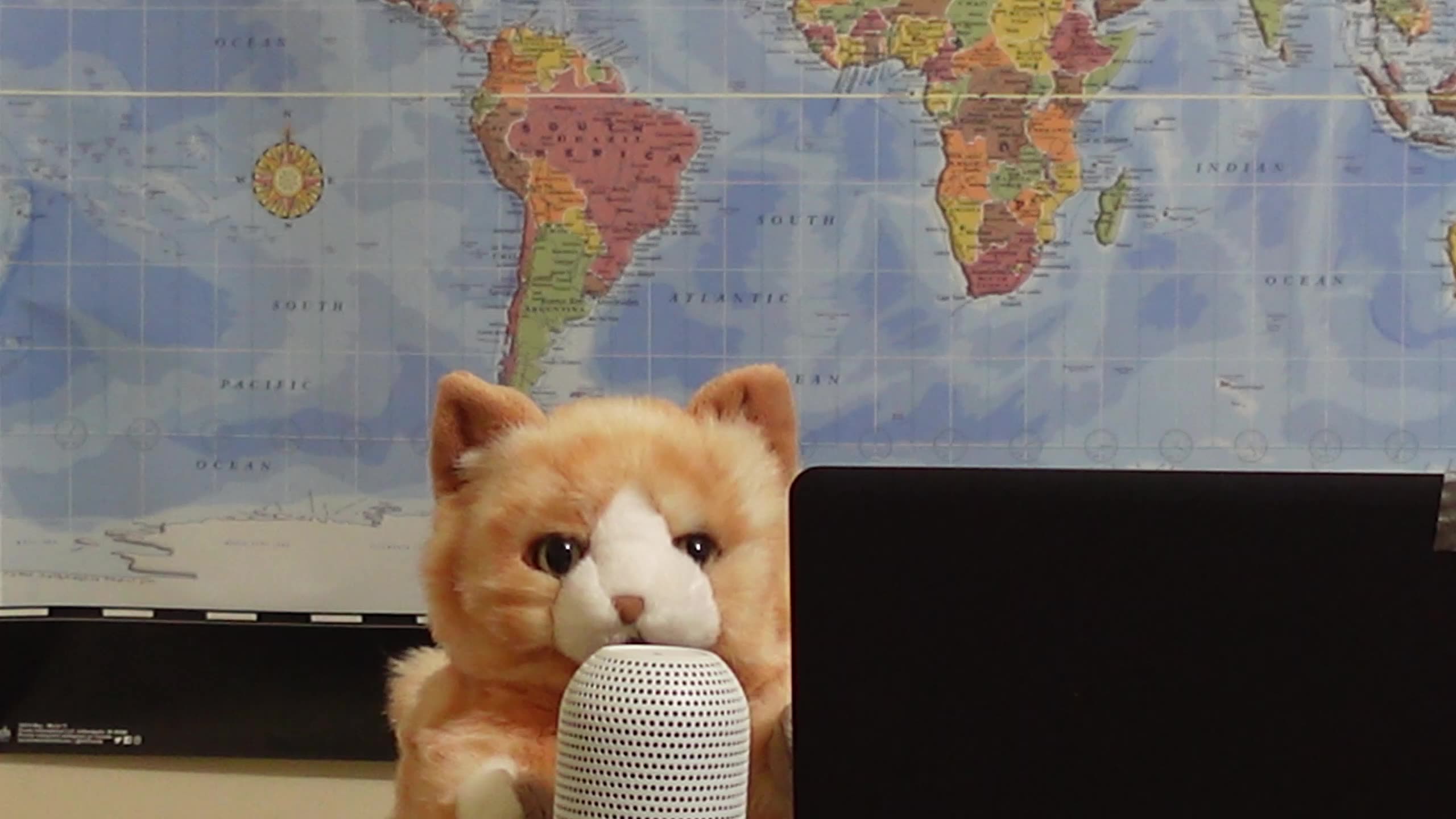 Does Tim Hortons Need A Cat?