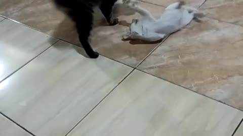 Big Cat Pretends to Fight Tiny Kitten – Too Cute! 😹"