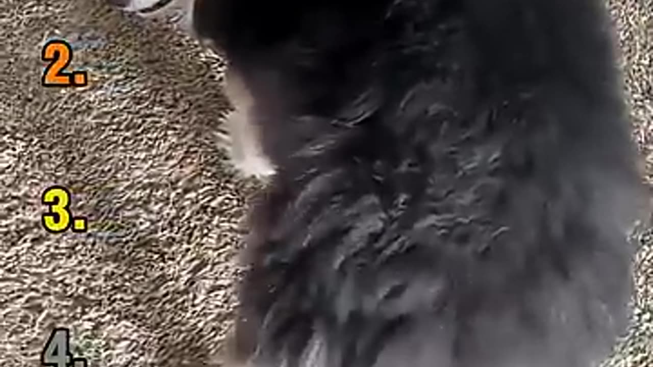 top 5 medazelli moments