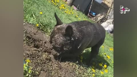 FUNNIEST Pets of all time