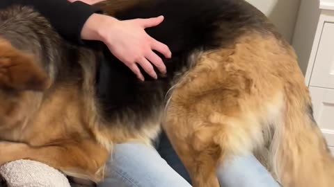 German Shepherd Cuddles On Dad's Lap