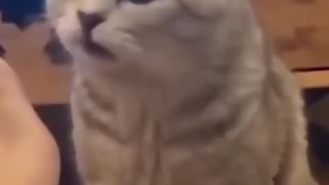 Funny cat videos compilation