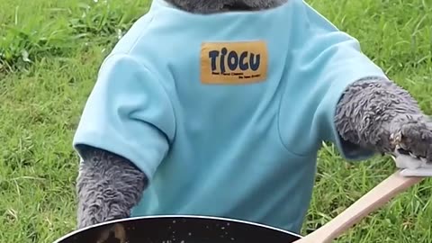 Funny animal videos