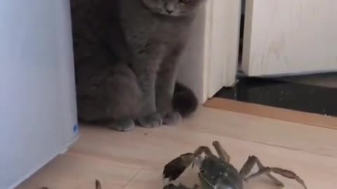 Funny cats