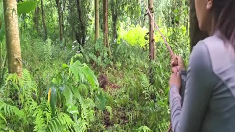 1 - 25 The Miraculous Survival Journey ofa Girl- Building a Wooden House and Hunting Wild Pigs