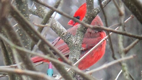 Cardinal