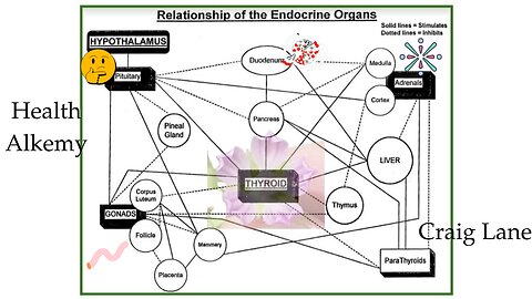 Craig Lane Health Alkemy - Hormone Hunger, HRT, Organotherapy, and HOT TIPS!