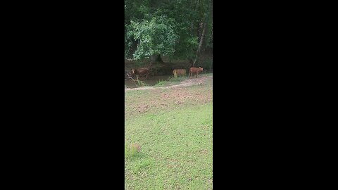 Momma cow and daughters.