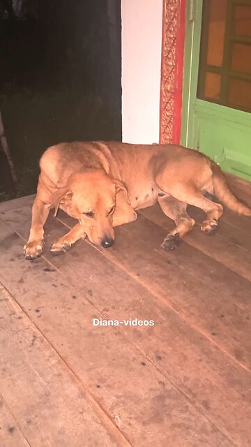 Peaceful Dog Sleeping After a Long Day 🐶💤 | #Shorts