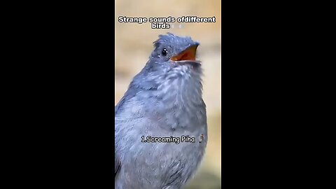 screaming of birds