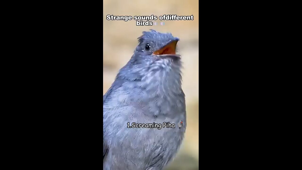 screaming of birds