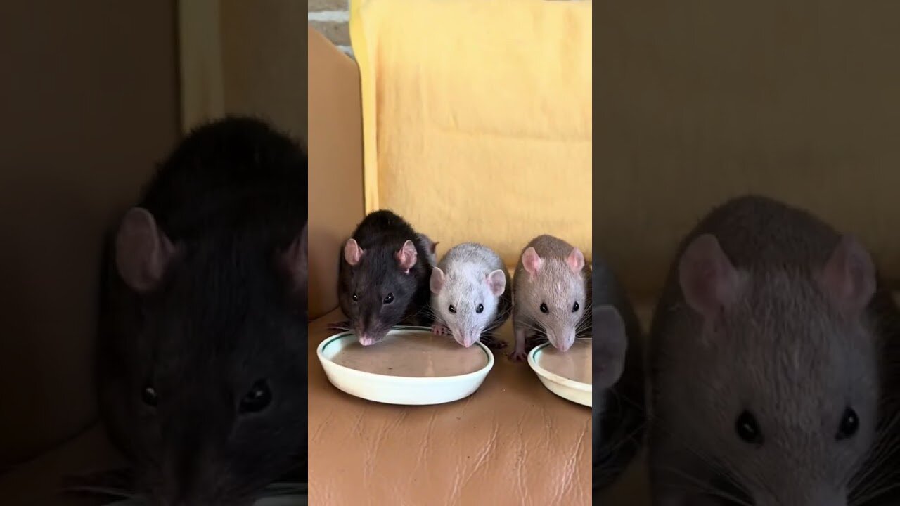 The girl found a nest of rats and didnt throw them away but raised them