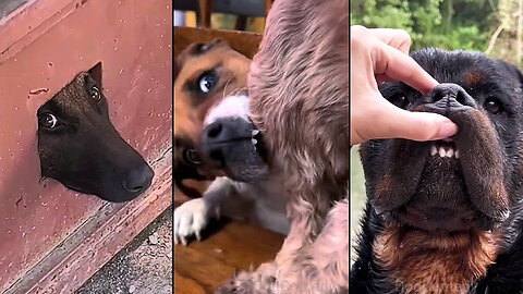 If You Still Haven't Decided to Get a Dog, Watch This