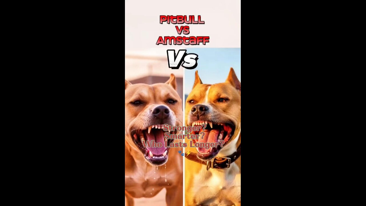 Two Legends 🐾 One Winner… Pitbull or Amstaff? 🤔🔥