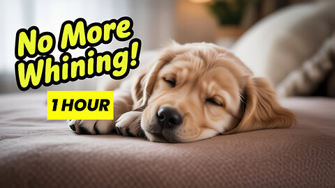 1 Hour of Calming Piano Music for Dog Anxiety and Sleep