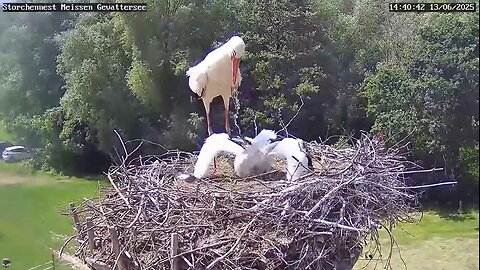 Watering and pouring water on the chick 💦💦
