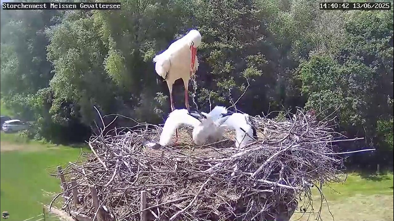Watering and pouring water on the chick 💦💦