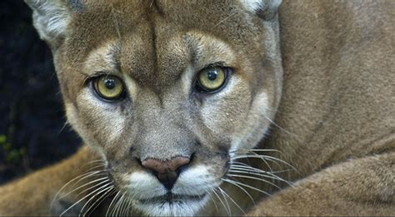 Puma, the damn big cat of Patagonia. Ecologists and sheep ranchers clash over this top predator