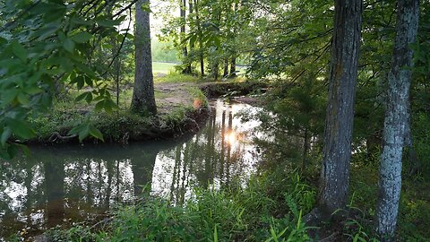 Bradford Creek Greenway, Madison Alabama. June 2025. Photo slideshow.