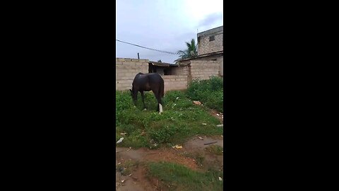 Great horse in Ghana