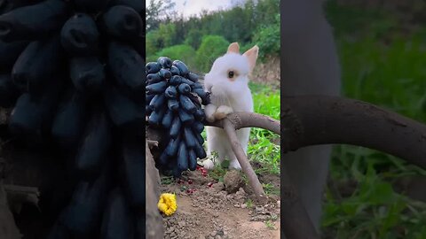 Rabbit, what is this? Let me try the cute pet rabbit. The little cute little pet in the countryside