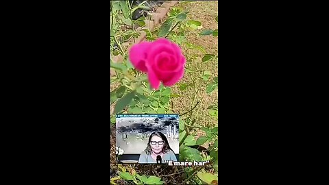 Oltea Hozan poezia -E MARE HAR- editată de Valentin Trif CALEA CĂTRE RAI #live #poezie #creștinism
