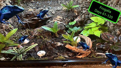 Frogalia: Dart Frog Vivarium Days 61-120
