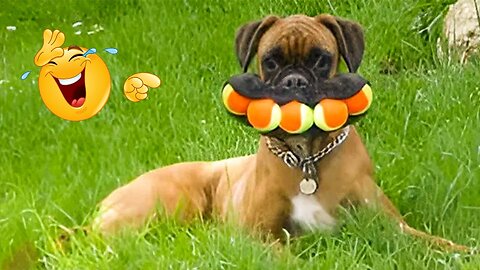 2025’s Funniest Dogs & Cats 😂 You Won’t Stop Laughing! | You Laugh You lose 😍😸😹 #Ep71