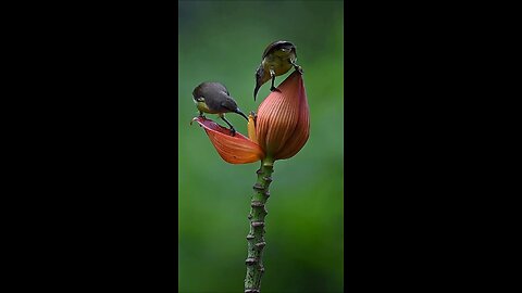 wildlife photography and videography animals video bird video