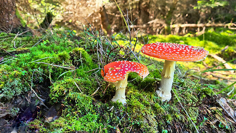 Virtual Hike Near River through the Forest