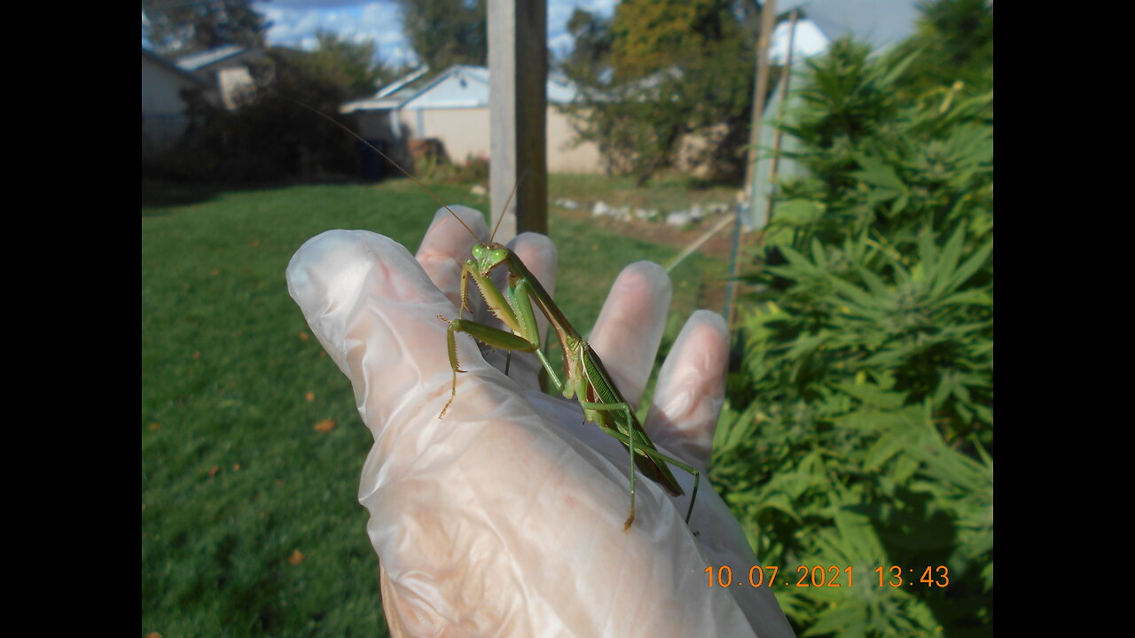 Praying Mantis' Hatching!