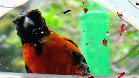 Oriole