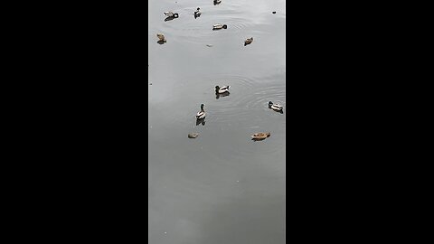 Mallard Ducks 🦆 #mallardducks #duck #shorts #viral #trending #subscribe #ducks