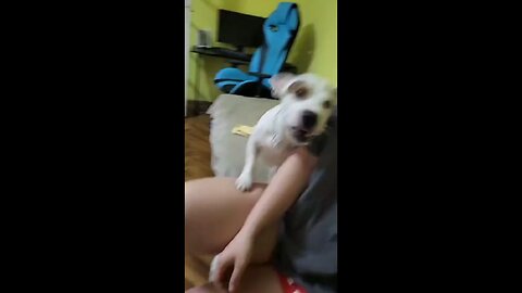 When the hair dryer becomes the ultimate enemy! 😂🐶 This pup is ready for battle