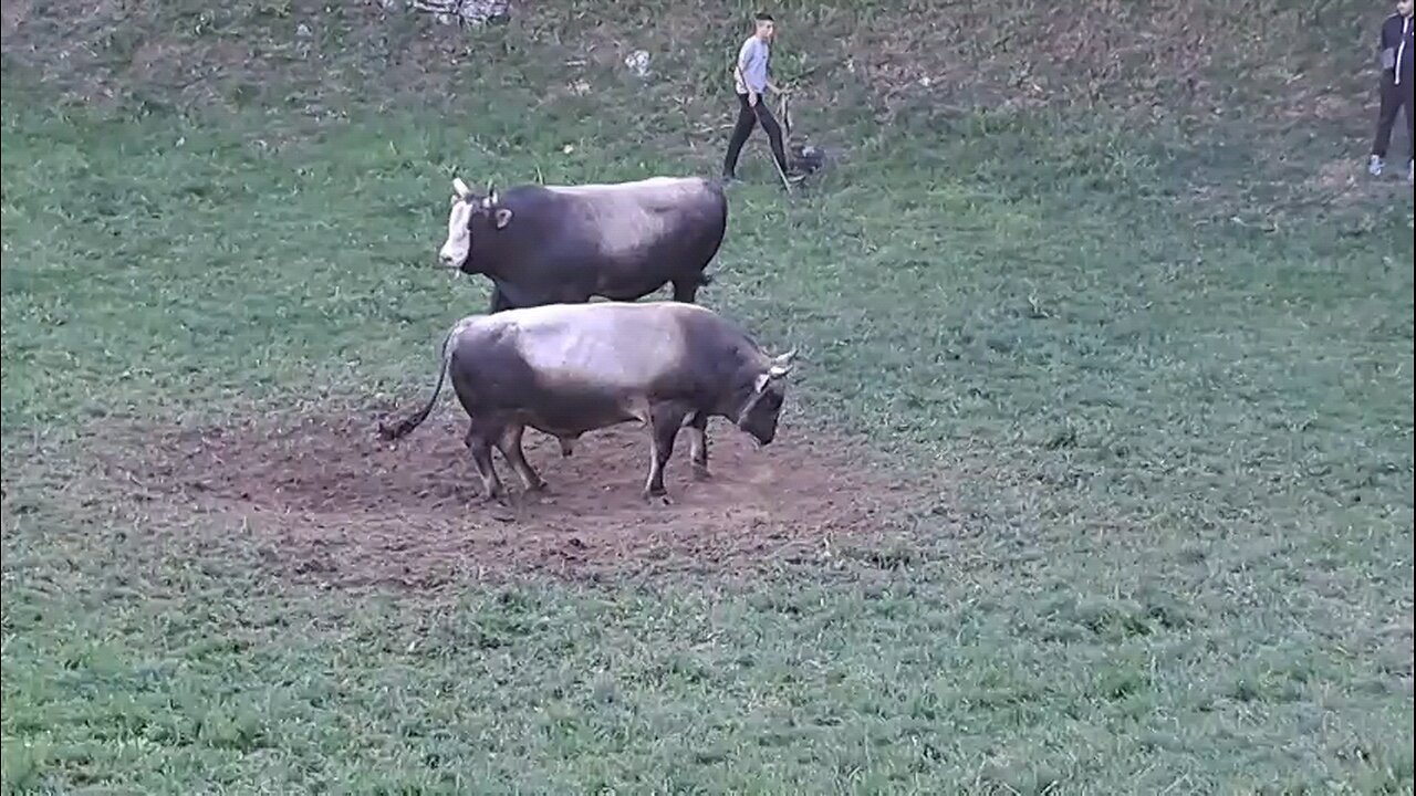 Grmalj od Rađe vs Brizan od Dušića