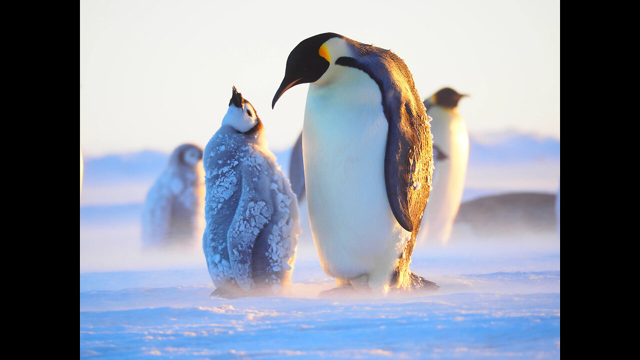 How Penguins Brave the EXTREME COLD! - Nature's Insulated Marvels!