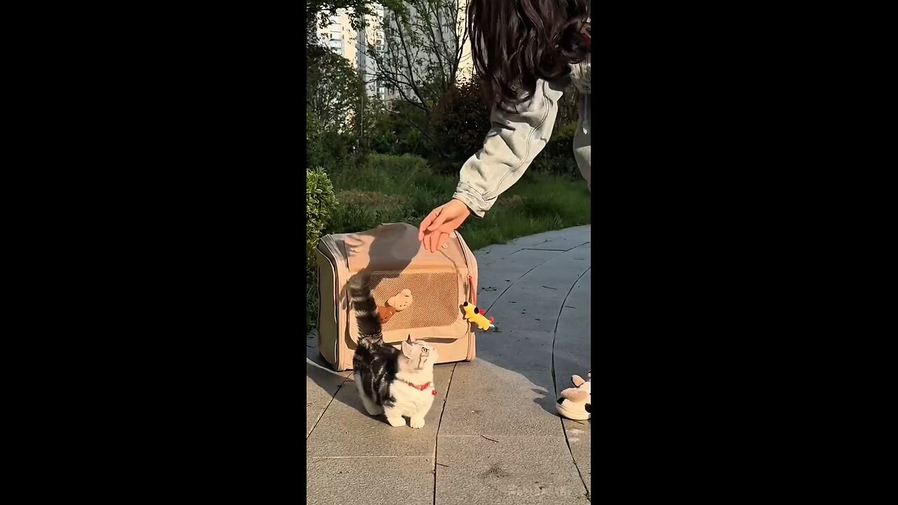 My cute kitten is always running 🥰 #cat #running #shorts #viral