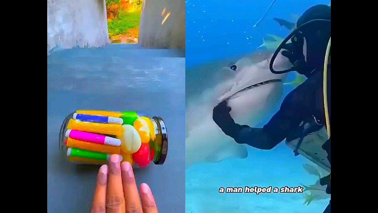 The shark with the good heart ❤️
