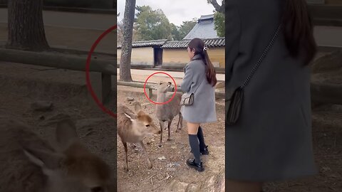 The Animals #funnyanimals #animals #pets #shorts