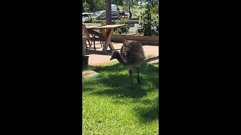 Emu bird