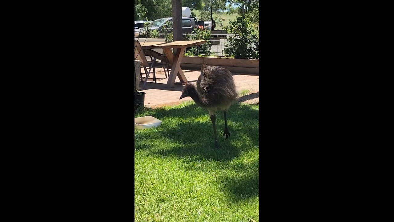Emu bird
