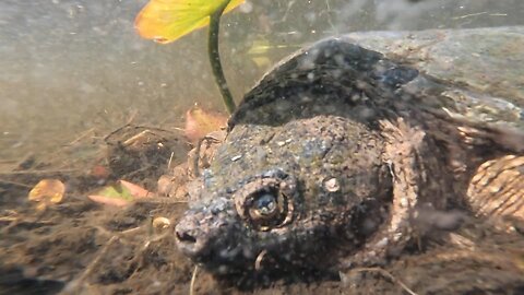 Snapping Turtle