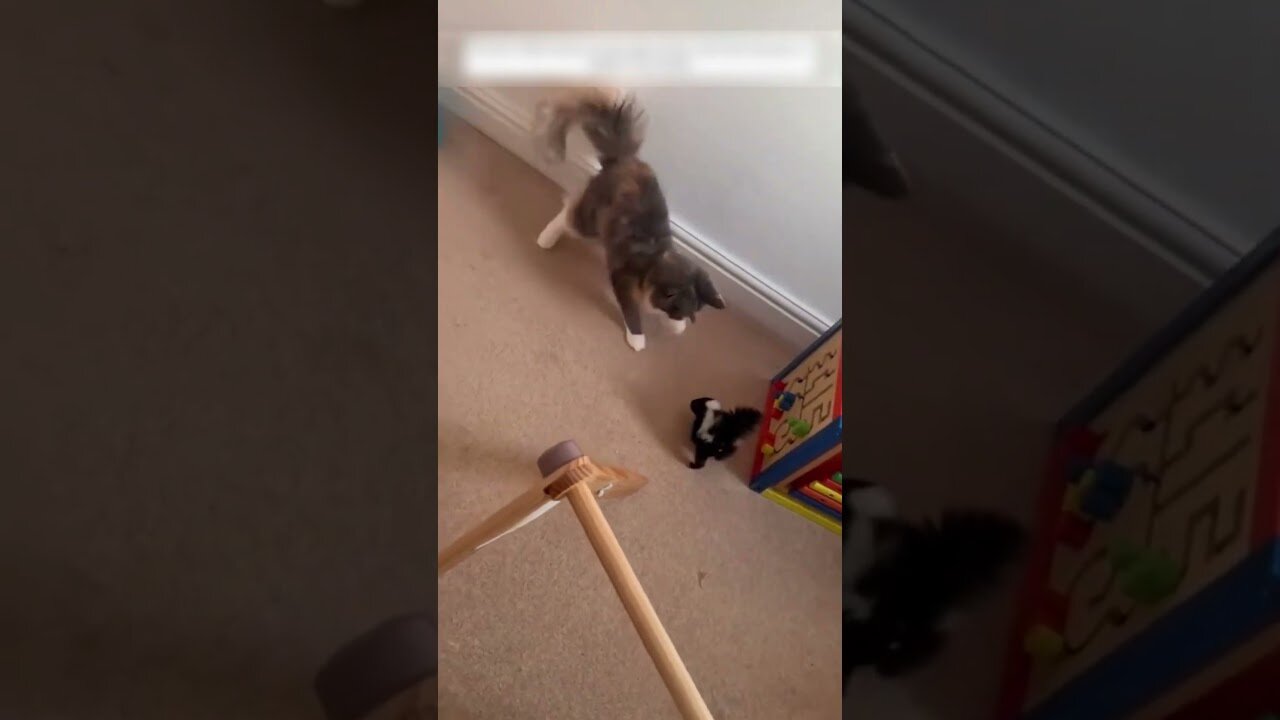 Skunk lost his mom and came to people asking for help