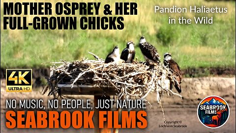 Mother Osprey and Her Full Grown Chicks: Pandion Haliaetus in the Wild